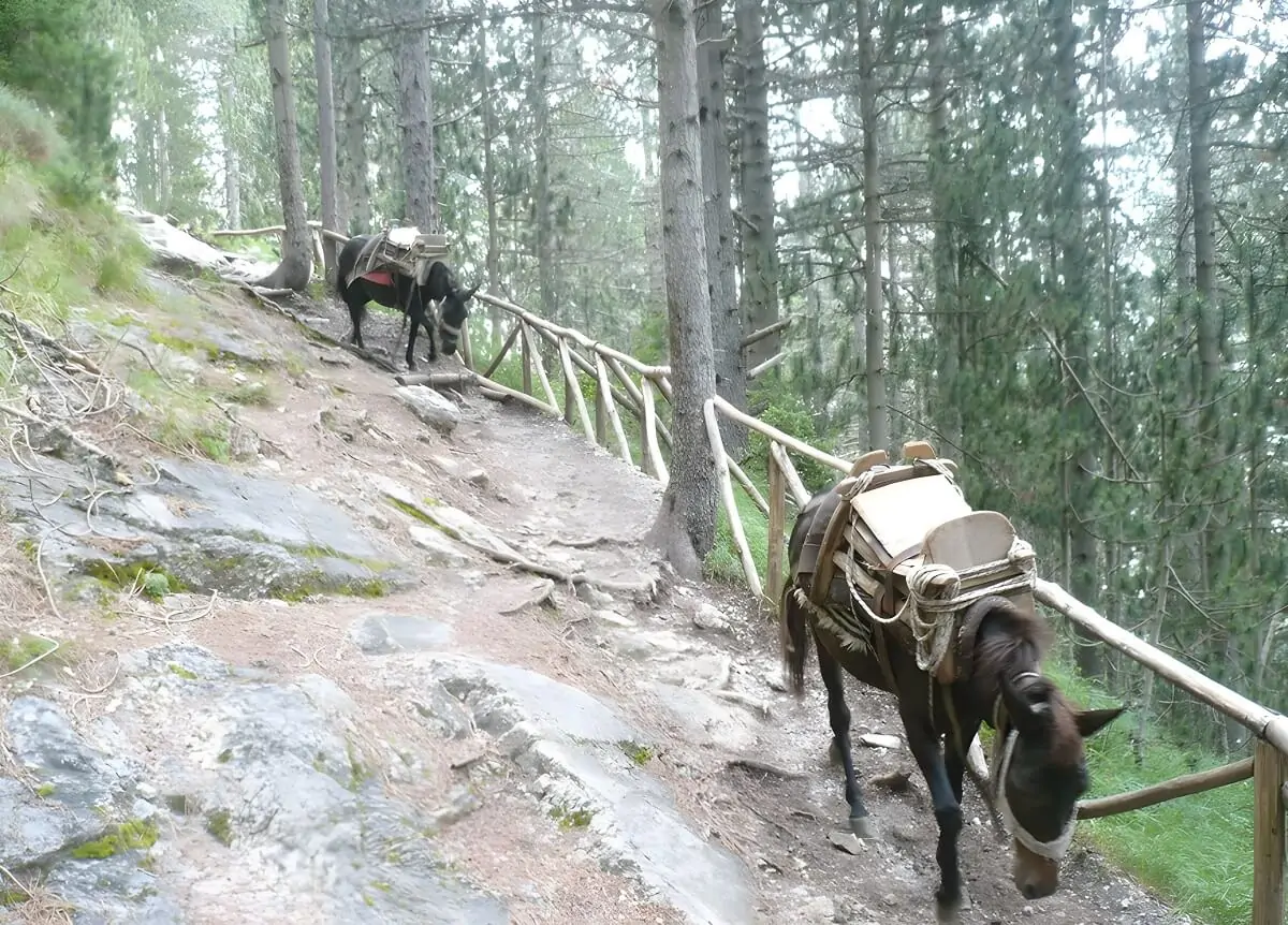 Muły podczas wspinaczki na Olimp