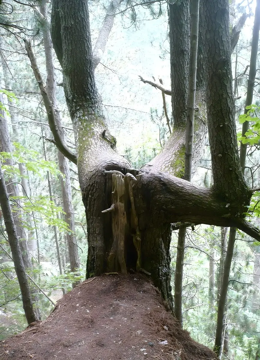Kapryśne drzewa podczas wspinaczki na Olimp