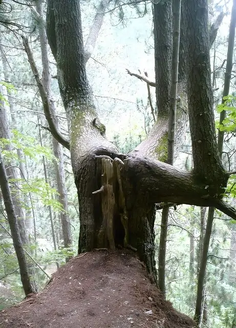 Kapryśne drzewa podczas wspinaczki na Olimp
