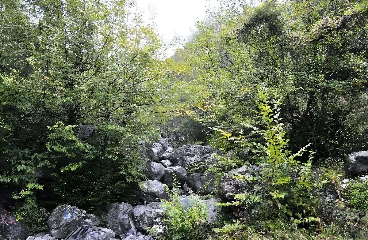 Roślinność w lesie u podnóża Olimpu