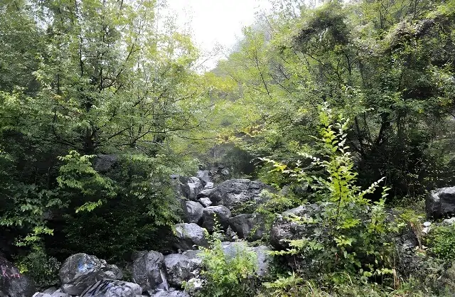 Roślinność w lesie u podnóża Olimpu