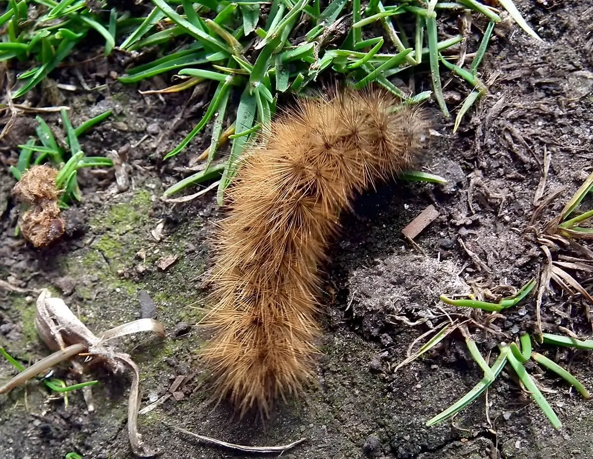 Gąsienice motyli niedźwiedzi w Dolinie Motyli